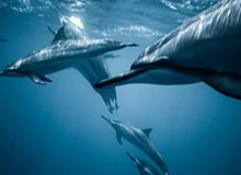 开云：引领奢侈品新风尚的全球巨擘